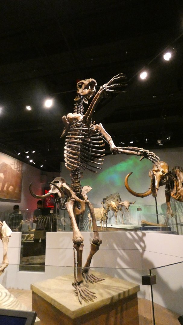 Short-Faced Bear, Mammals of the Ice Age, Evolving Planet - Feb. 2022