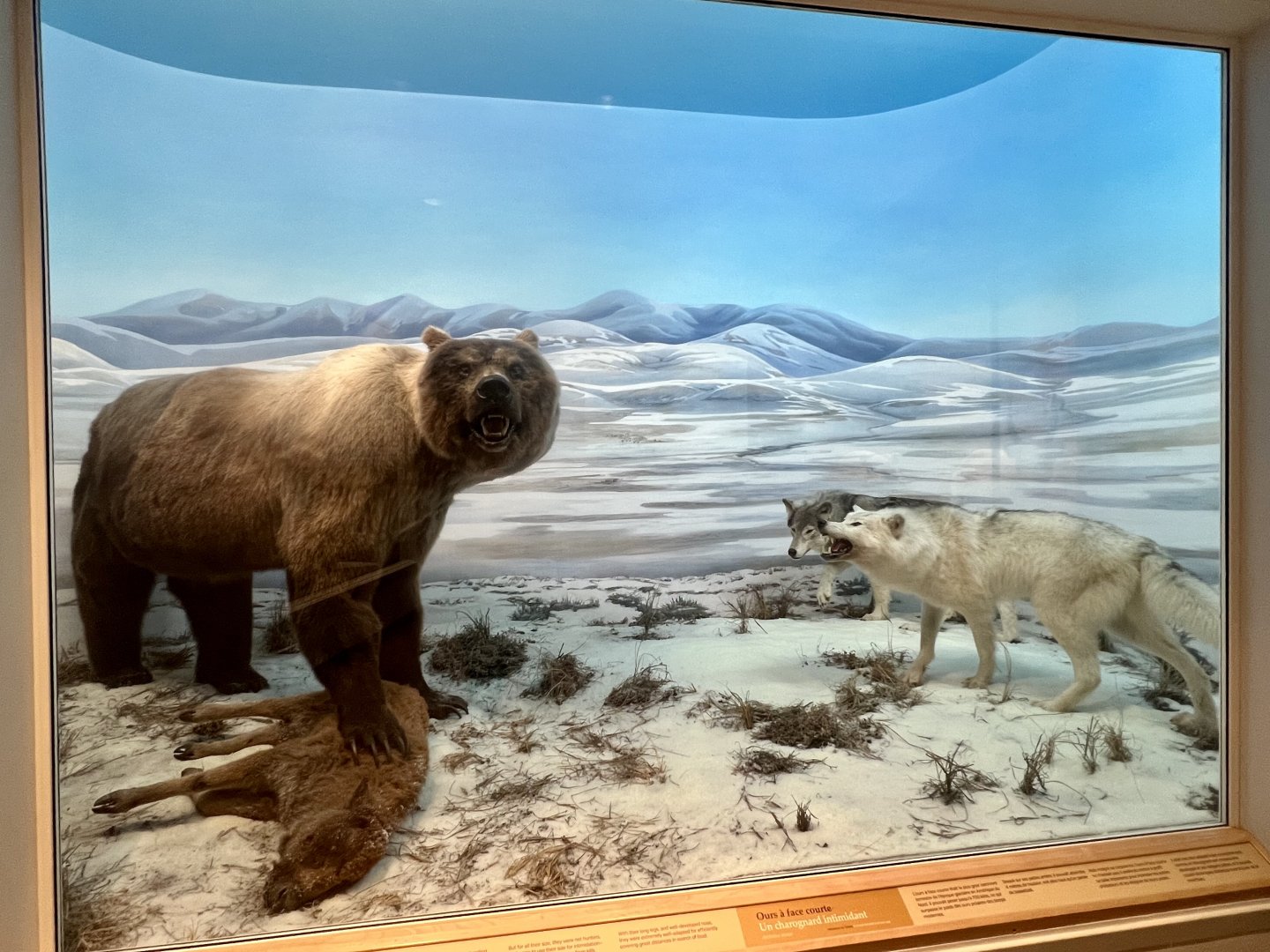 Short-faced Bear with Bison calf and Wolves