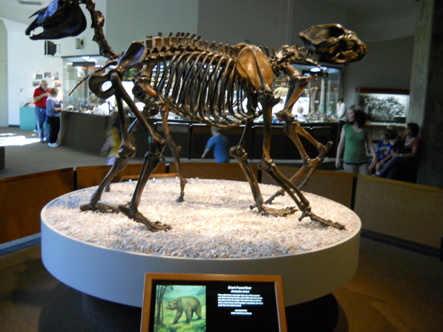 Short-faced bear