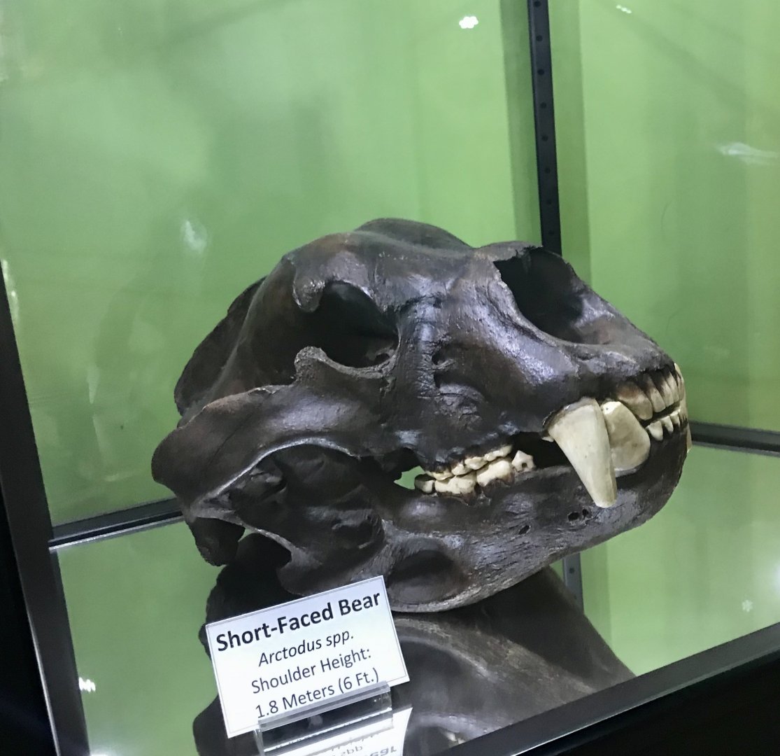 Short-faced Bear