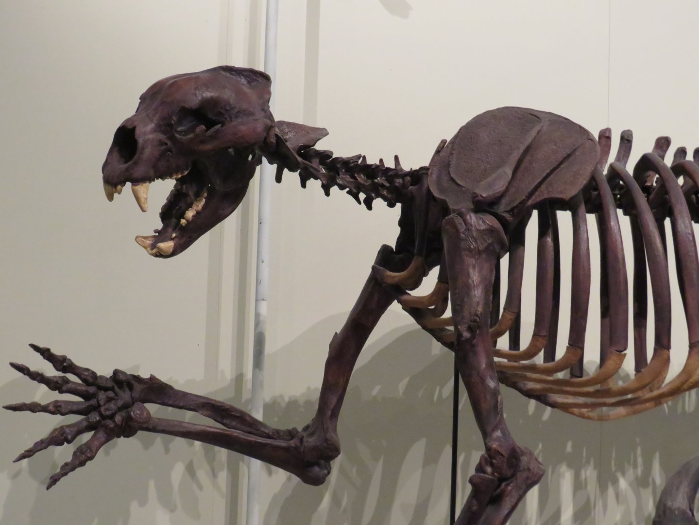 Short-faced bear