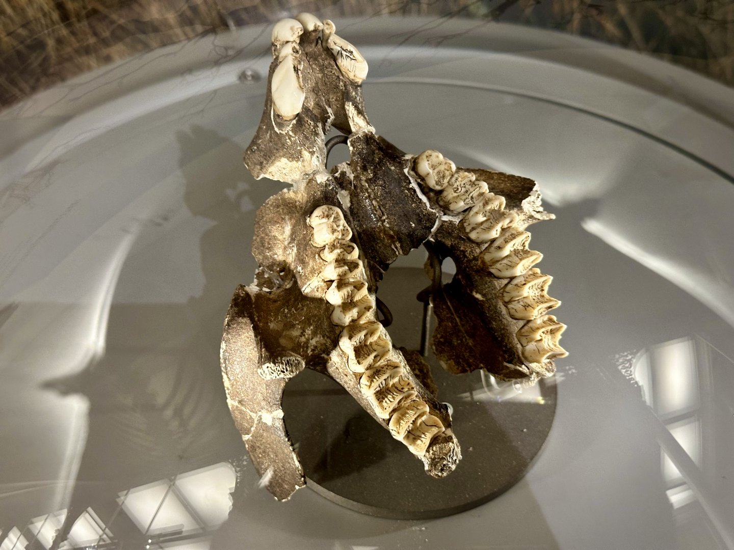 Short-faced kangaroo (Simosthenurus occidentalis)