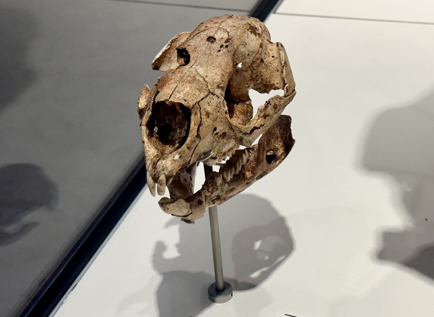 Short-faced Kangaroo (Skull)