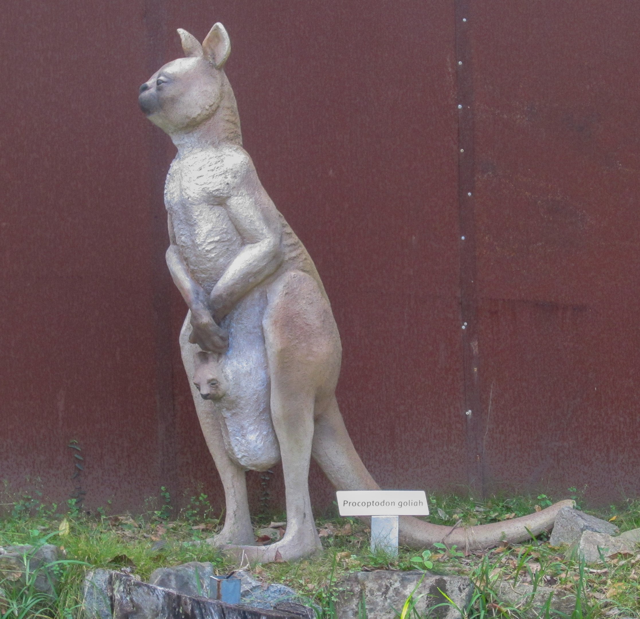 Short-faced Kangaroo