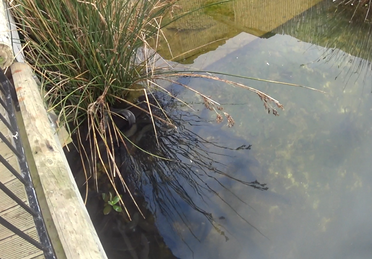 Short-Fin Eel's at Butterfly Creek