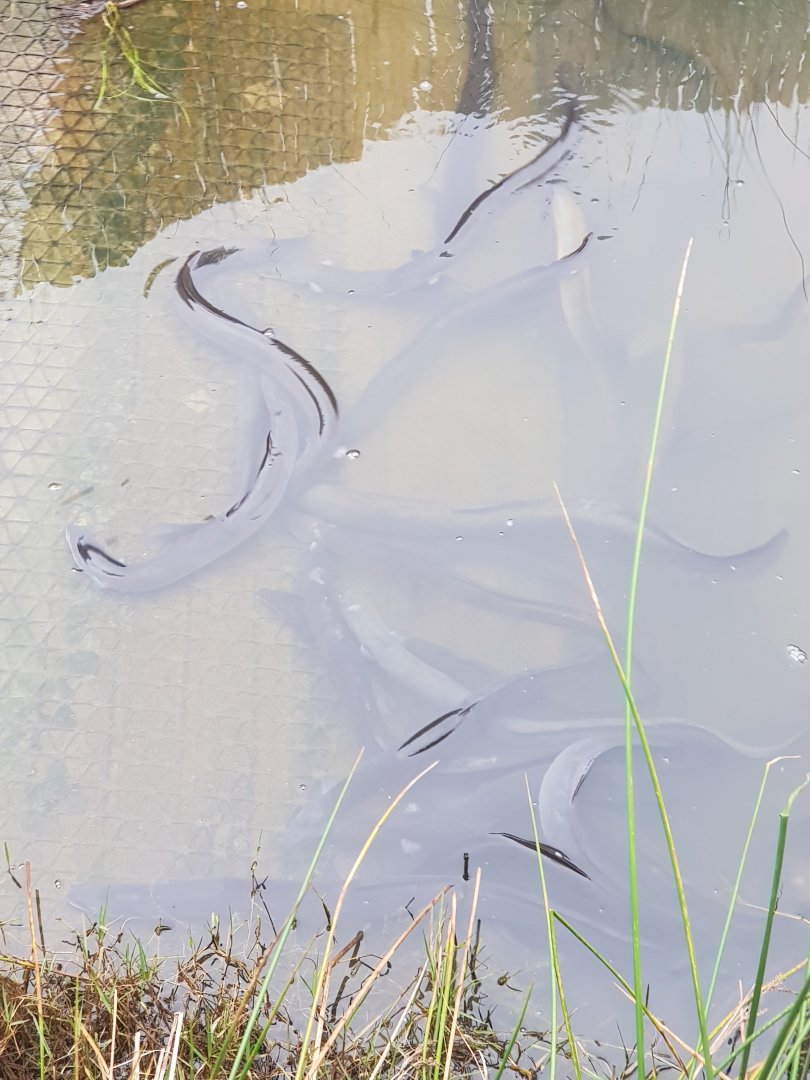 Short-Finned Eel (Anguilla australis)