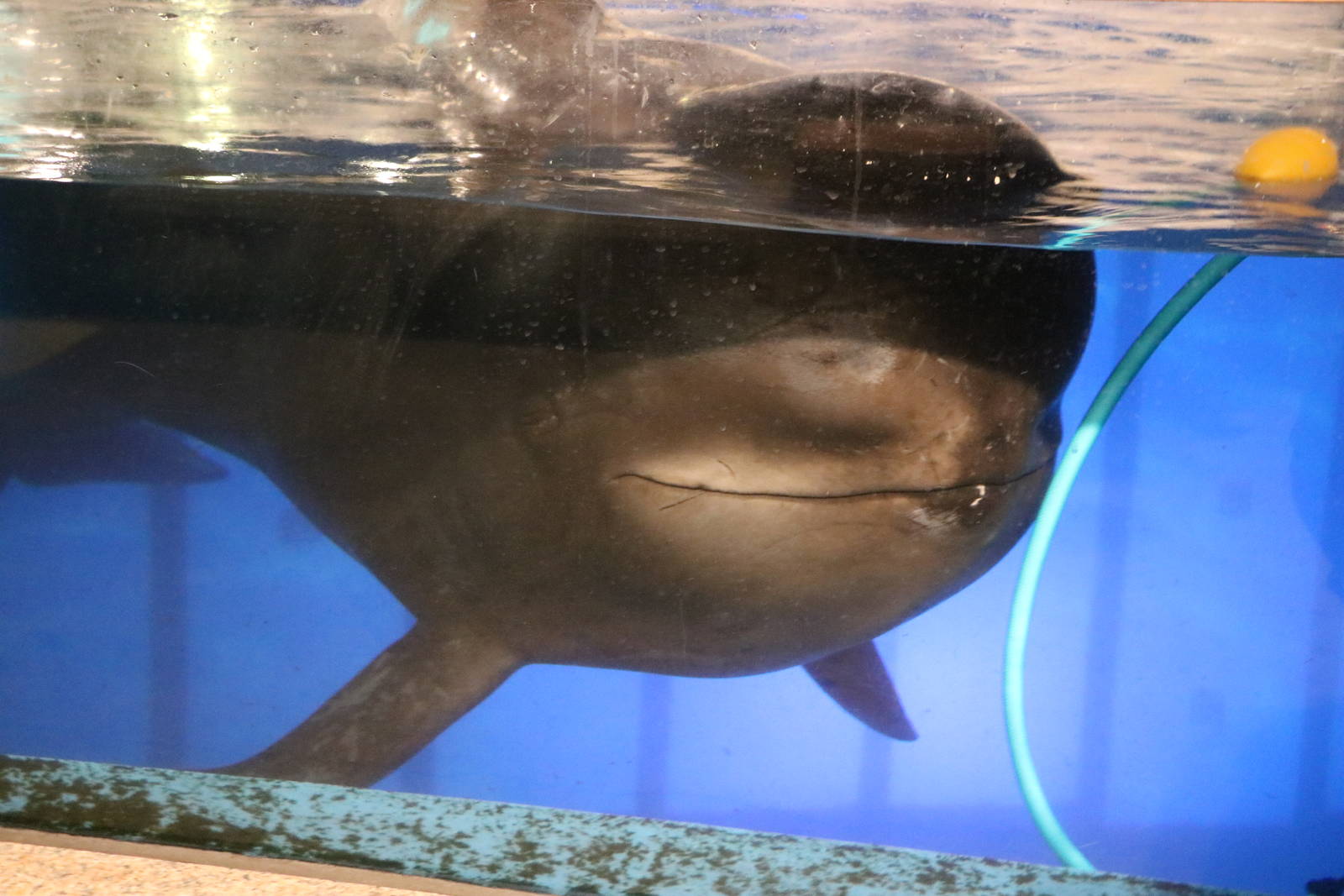 Short-finned pilot whale, February 2016