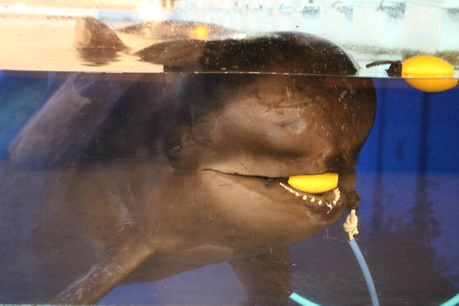 Short-finned pilot whale, February 2016