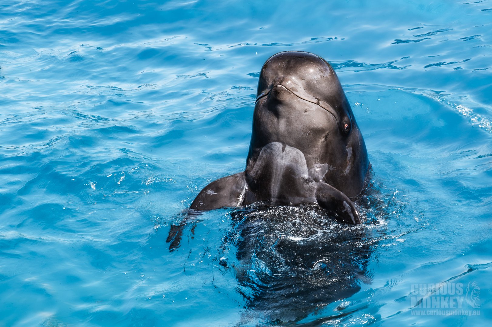 Short-Finned Pilot Whale (globicephala macrorhynchus) 06/22