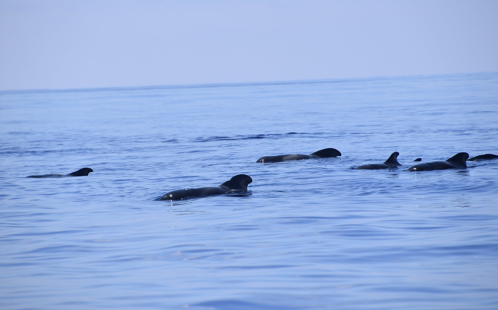 Short-Finned Pilot Whale (Globicephala macrorhynchus) pod surface resting