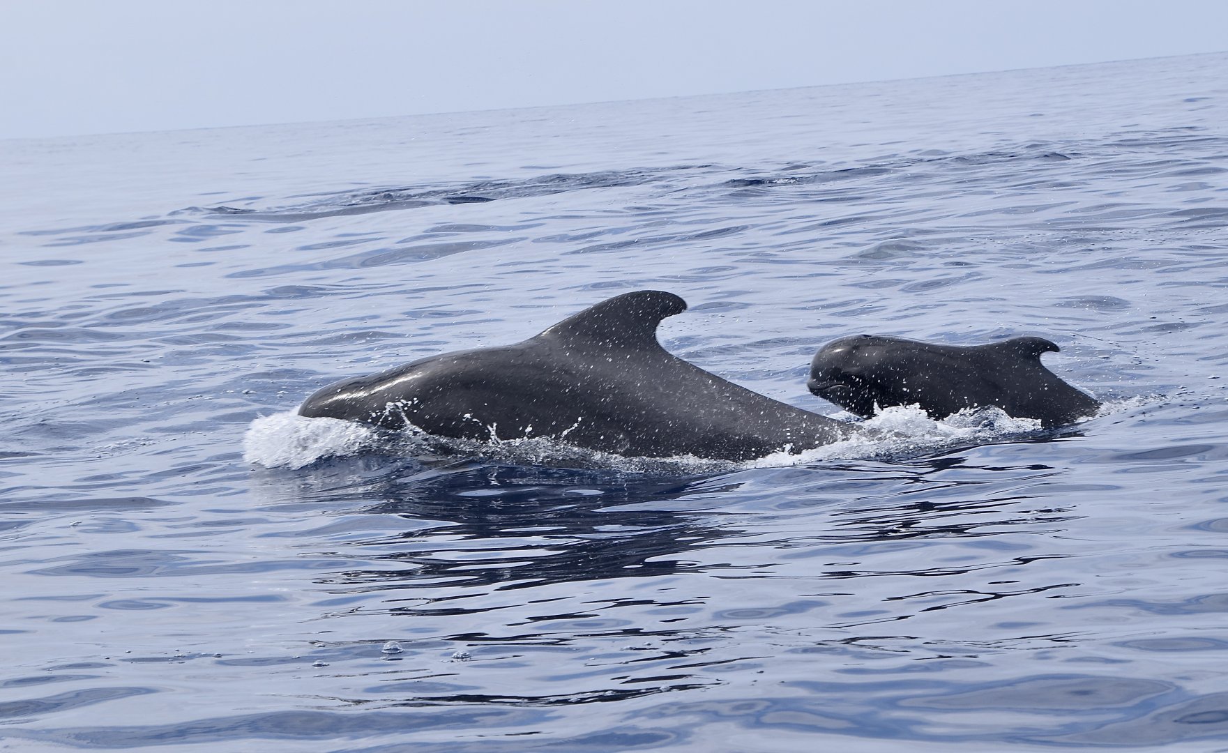 Short-Finned Pilot Whale (Globicephala macrorhynchus) with calf