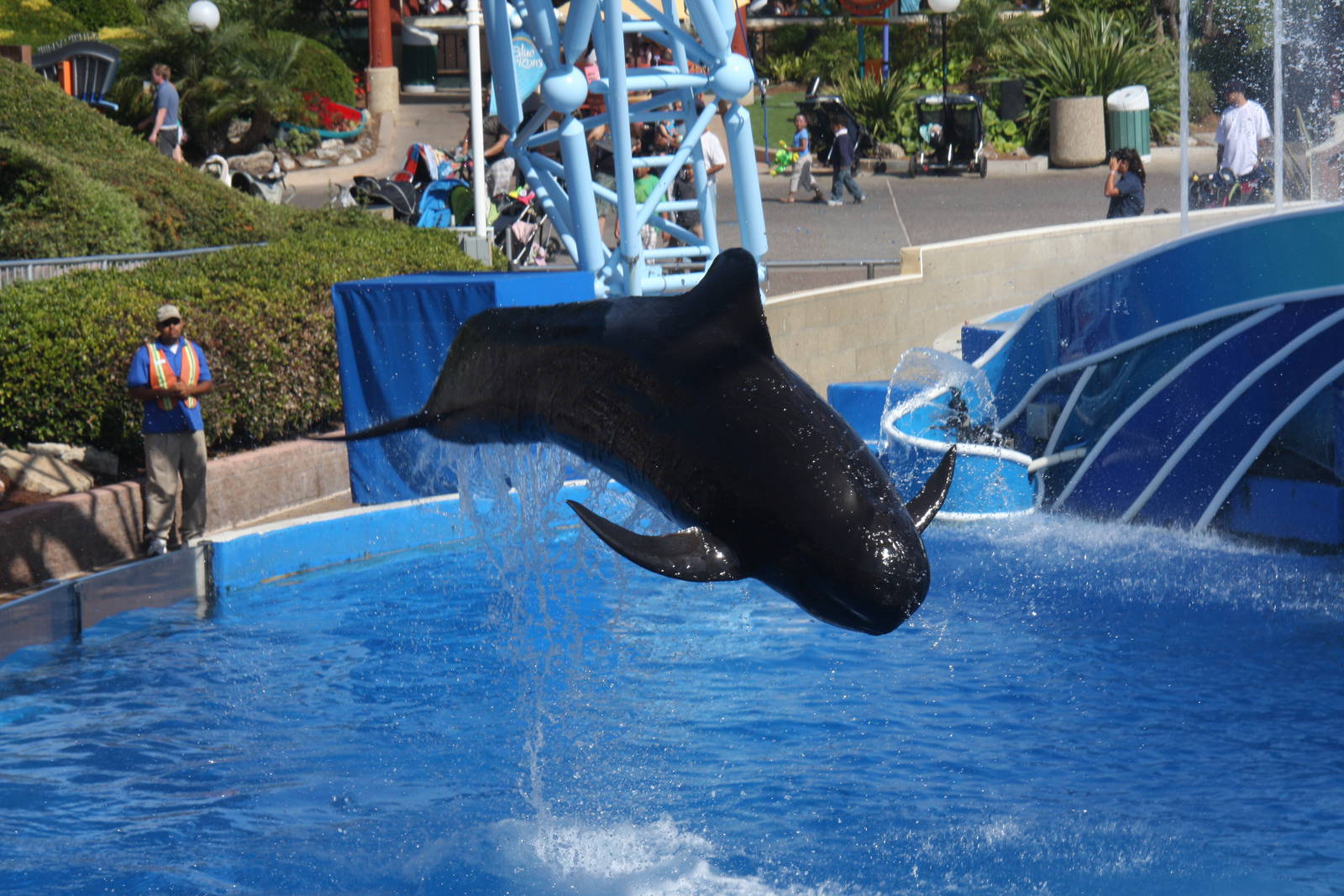 Short-finned Pilot Whale (Globicephala macrorhynchus)