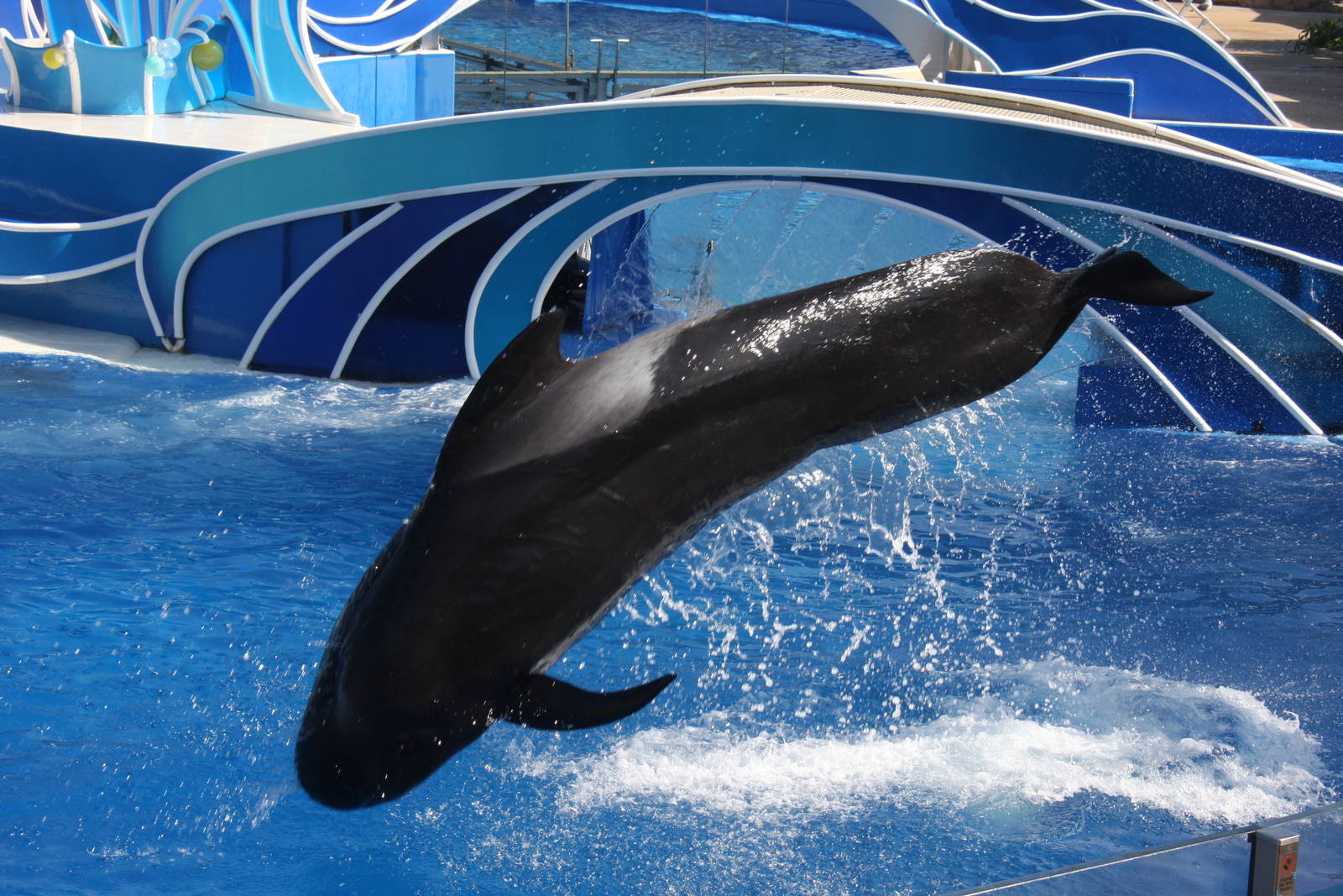 Short-finned Pilot Whale (Globicephala macrorhynchus)