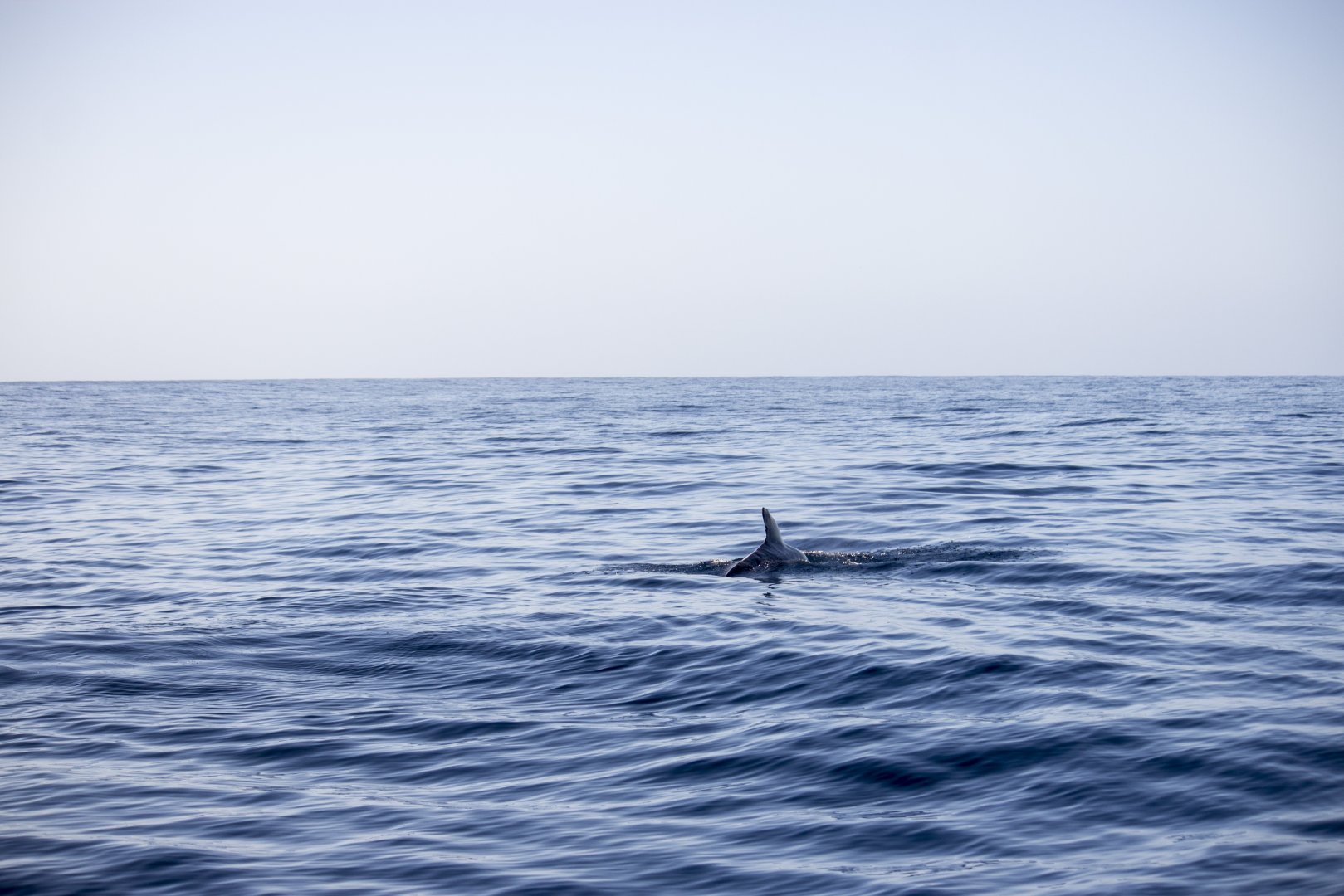 Short-finned pilot whale, Globicephala macrorhynchus