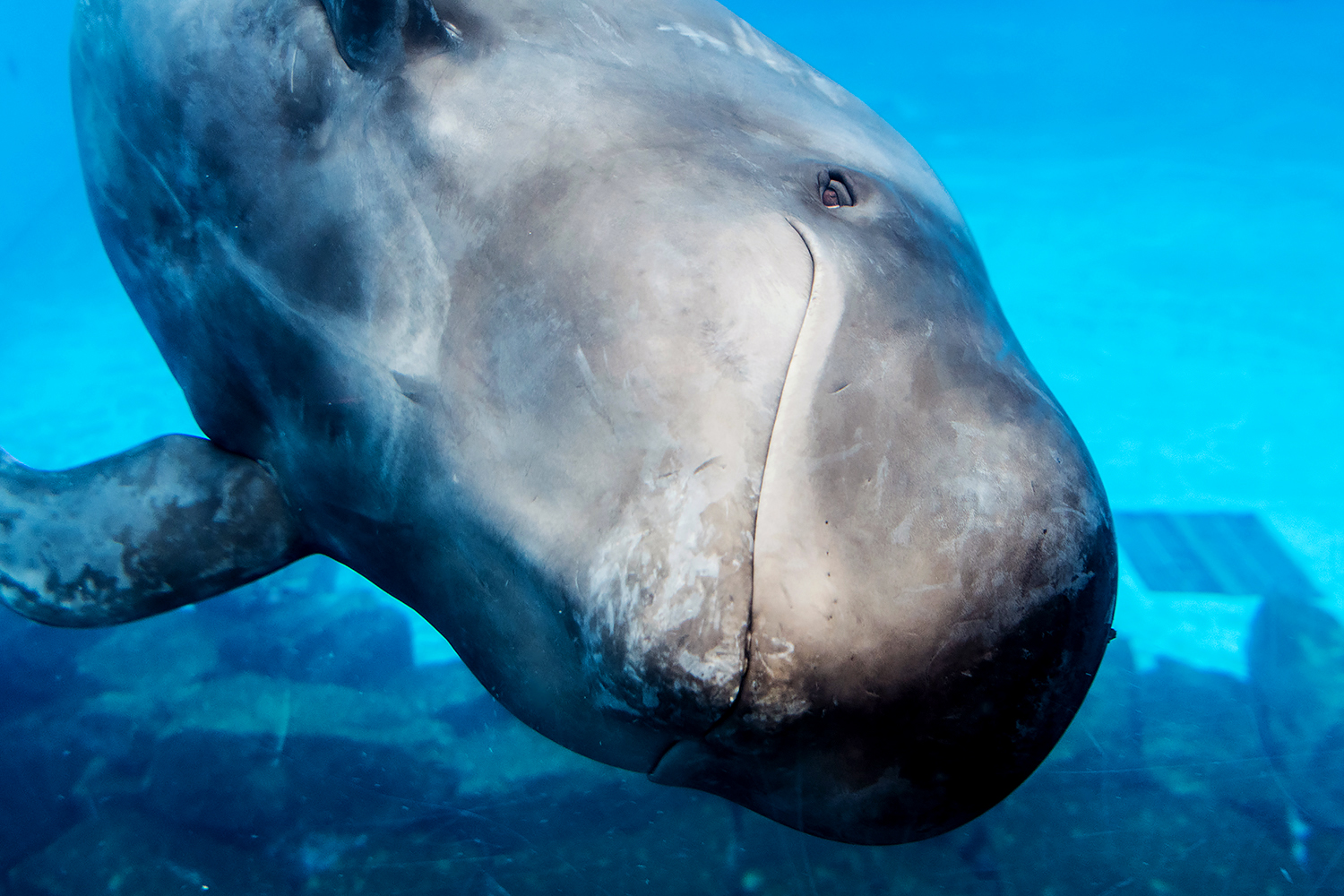Short-finned pilot whale (Globicephala macrorhynchus)