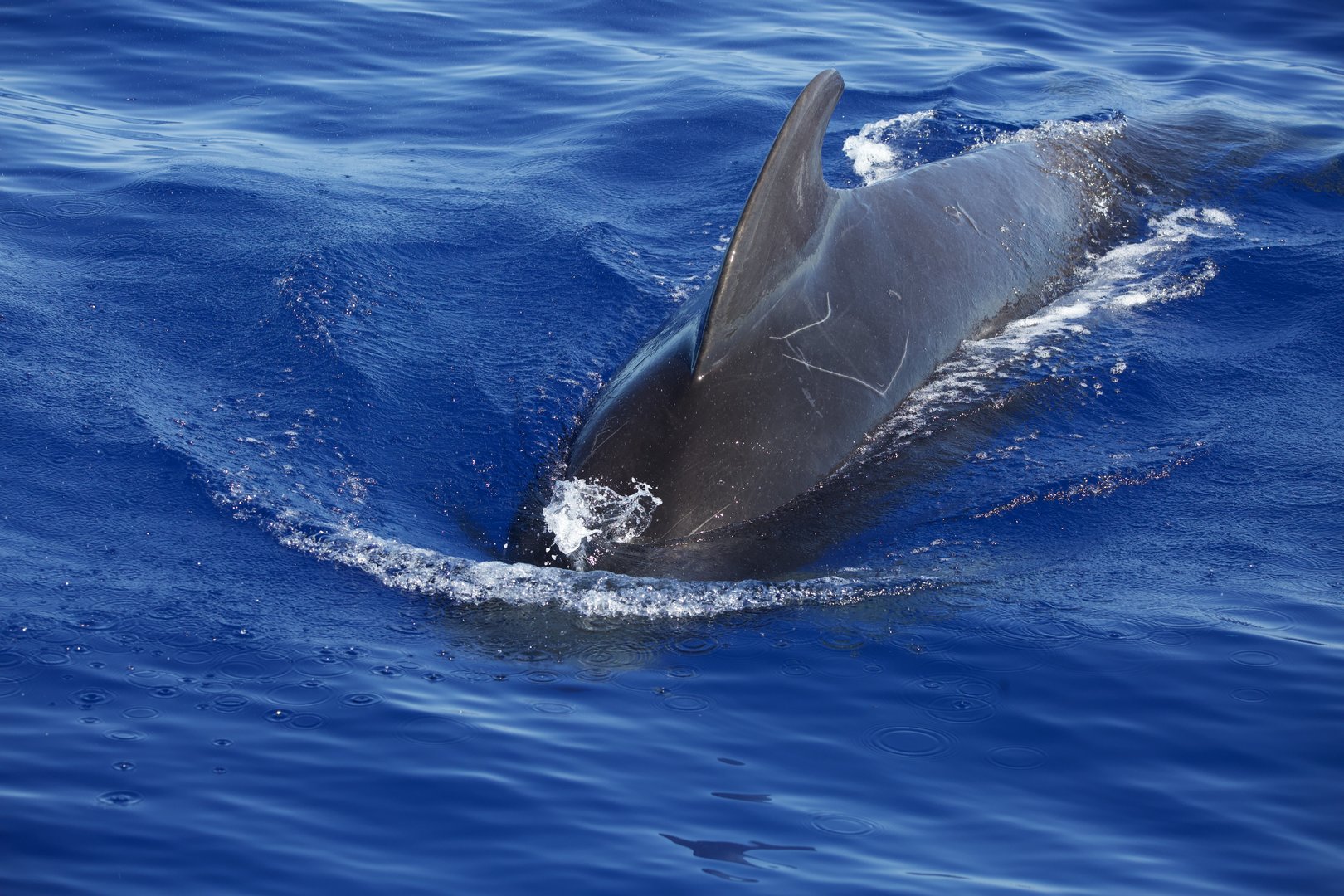 Short-finned Pilot Whale/ Globicephala macrorhynchus