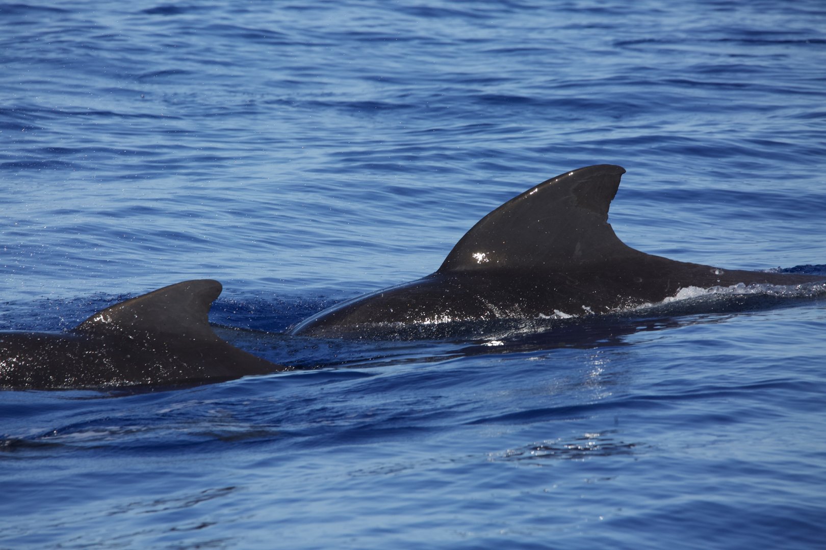 Short-finned Pilot Whale/ Globicephala macrorhynchus