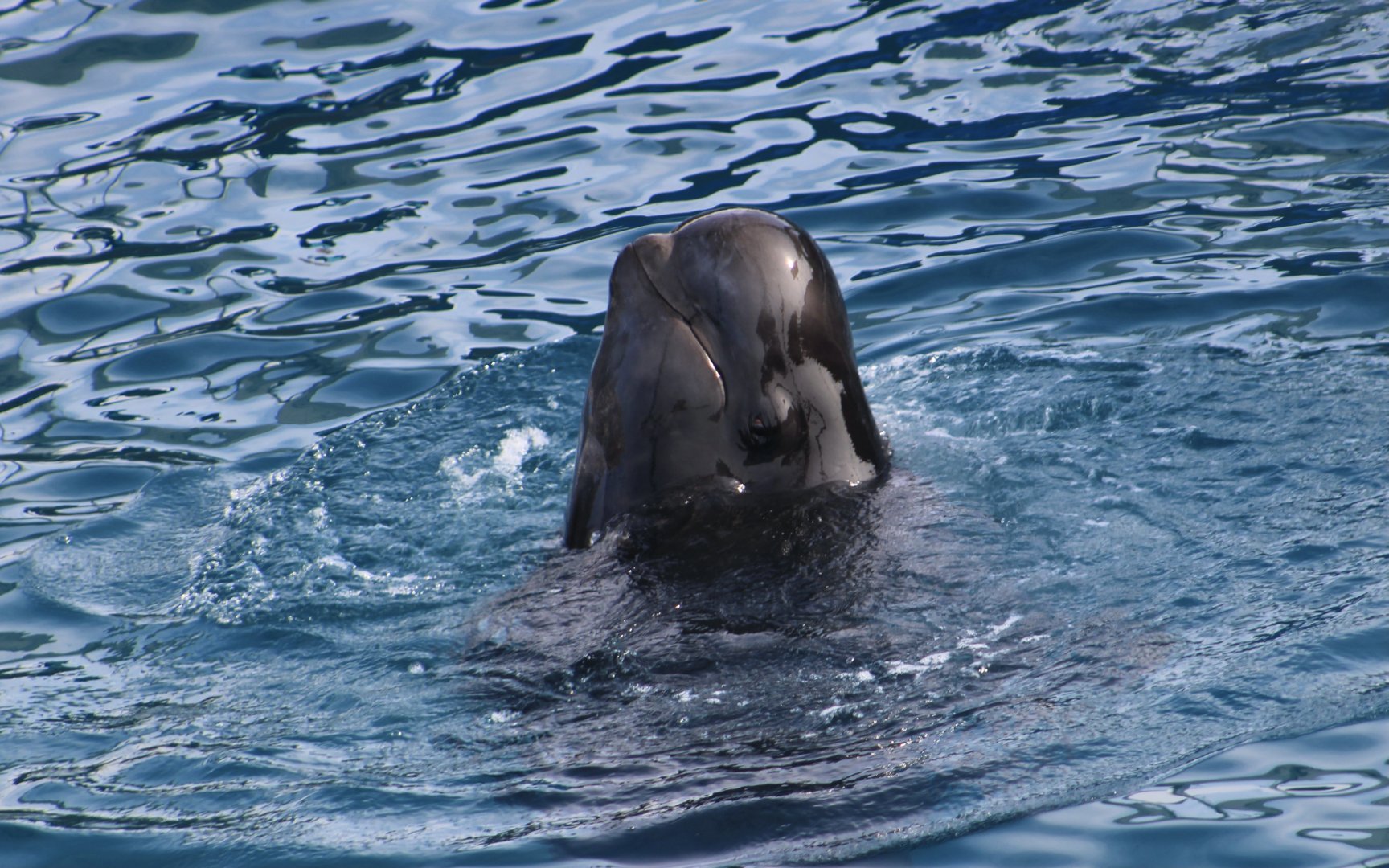 Short-Finned Pilot Whale (Globicephala macrorhynchus)