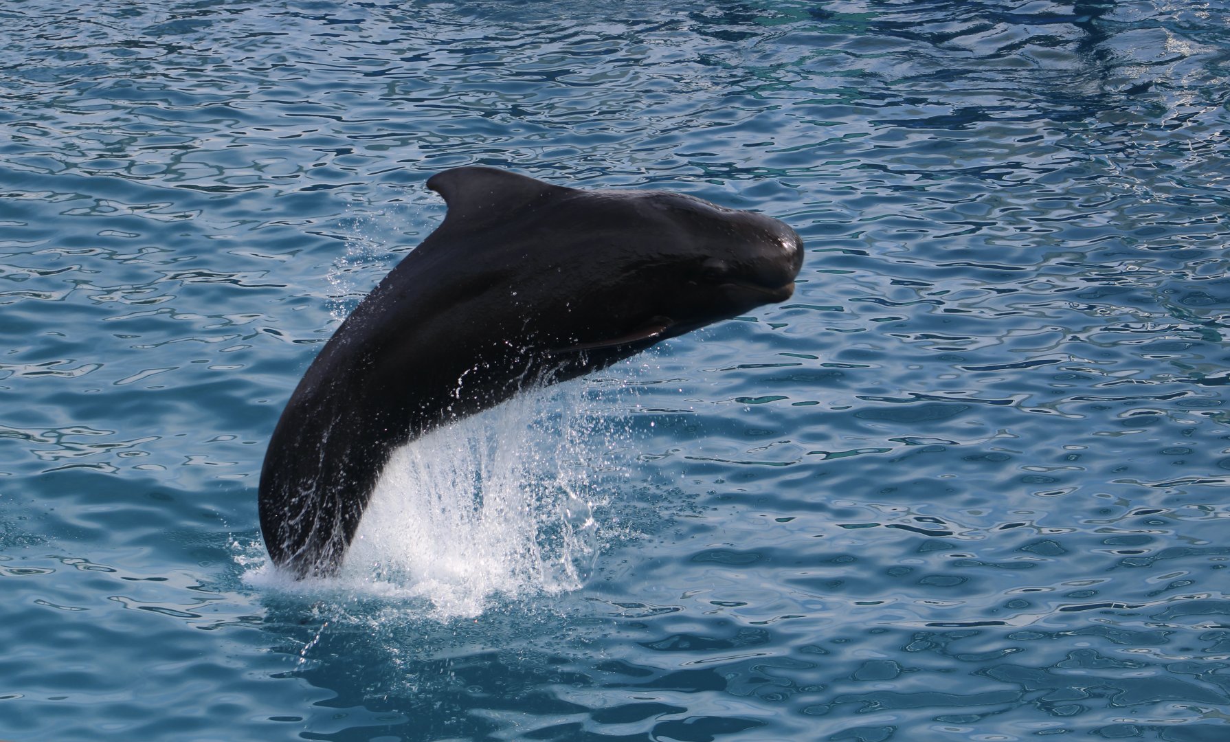 Short-Finned Pilot Whale (Globicephala macrorhynchus)
