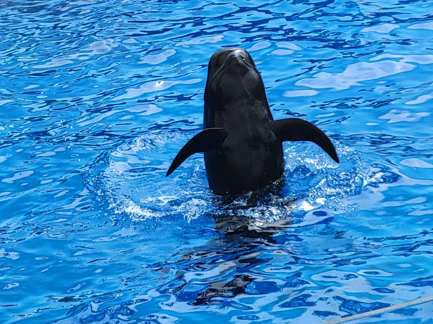 Short-Finned Pilot Whale(Globicephala macrorhynchus)