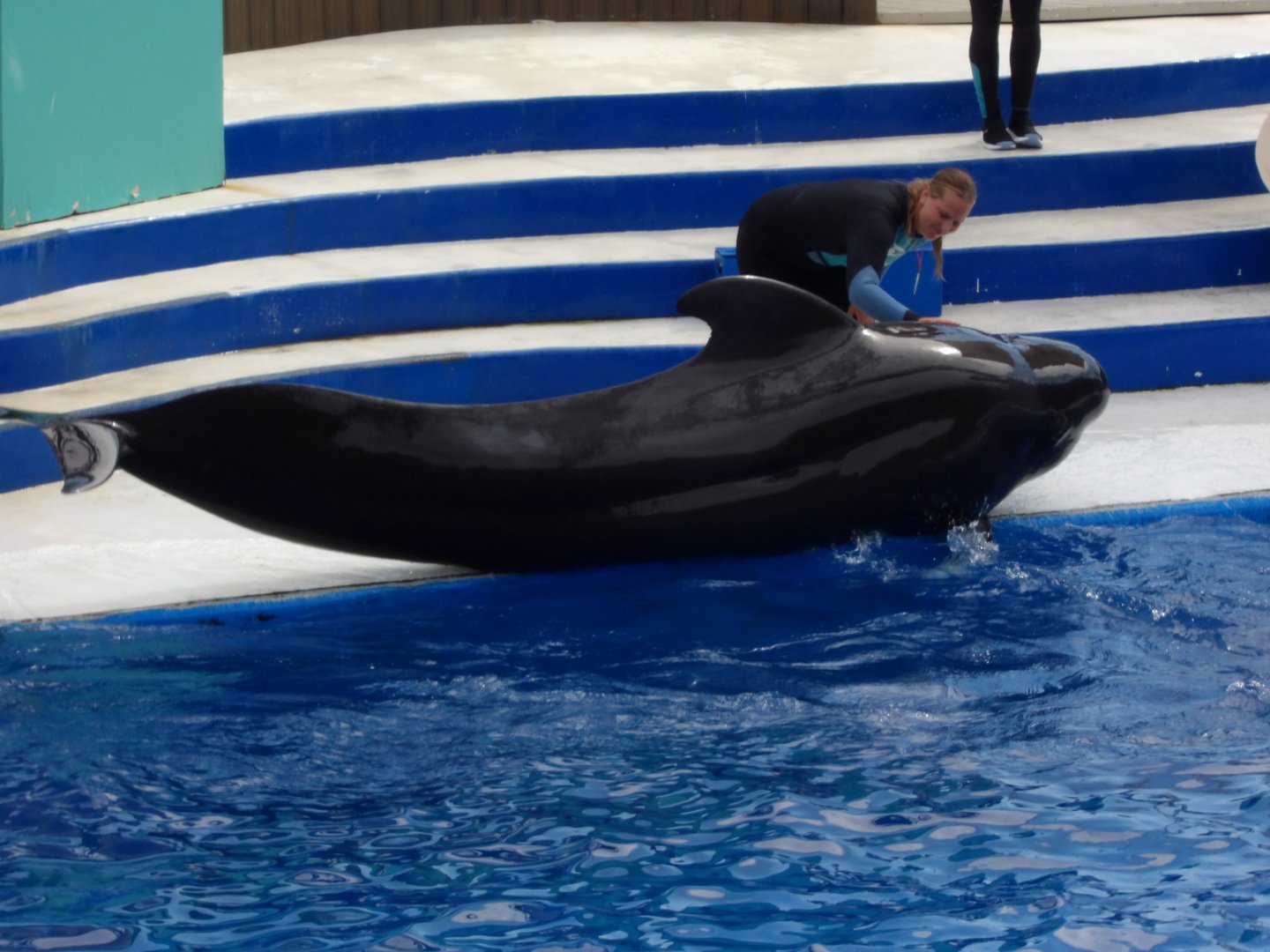 Short-Finned Pilot Whale(Globicephala macrorhynchus)