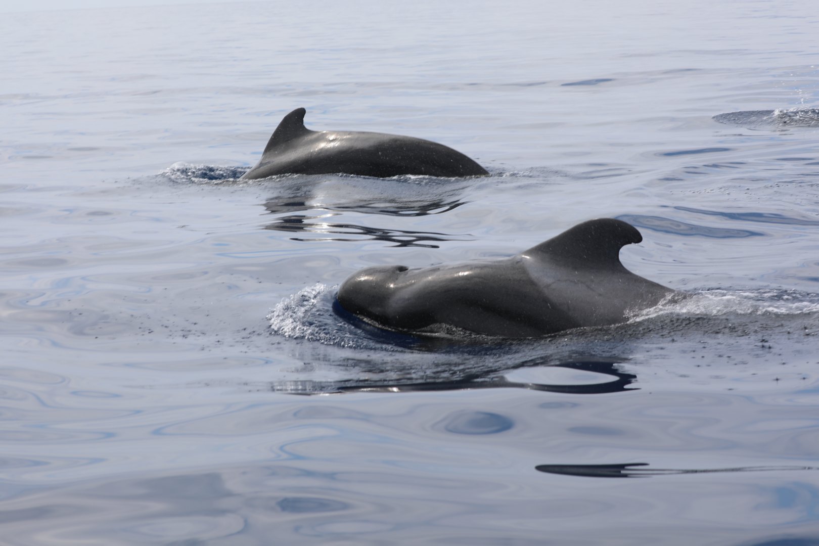 short-finned pilot whale (Globicephala macrorhynchus)
