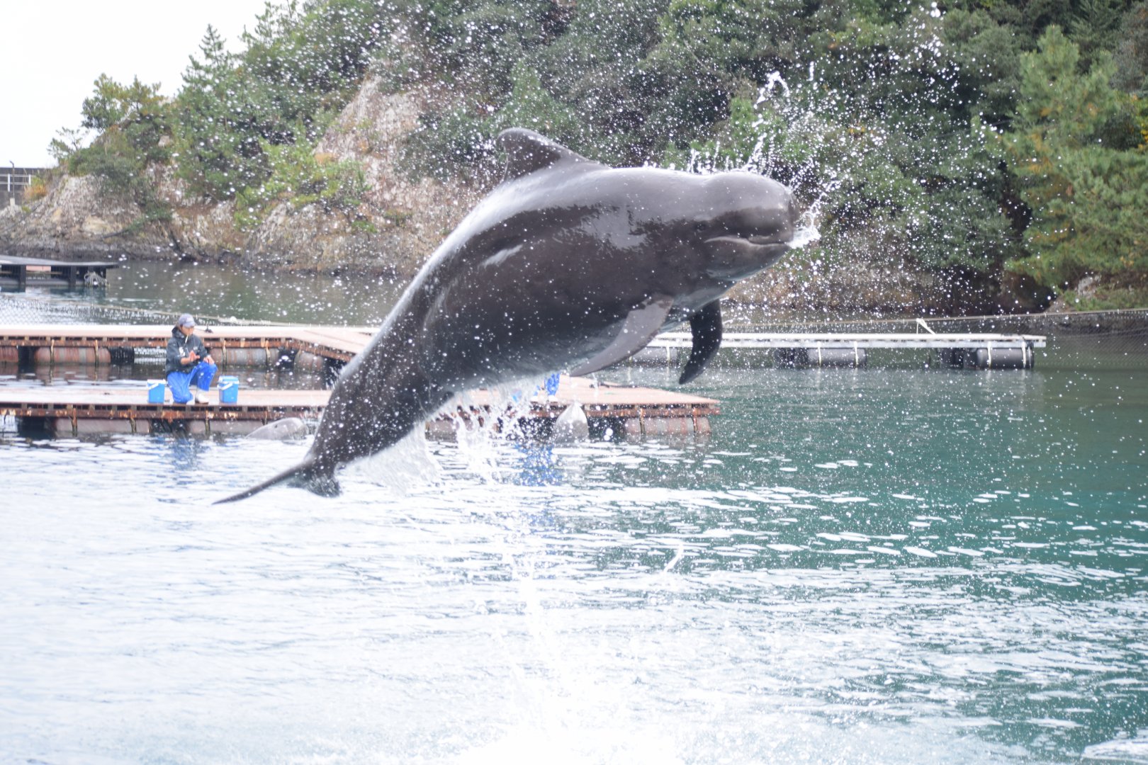 Short-finned pilot whale - Taiji Whale Museum