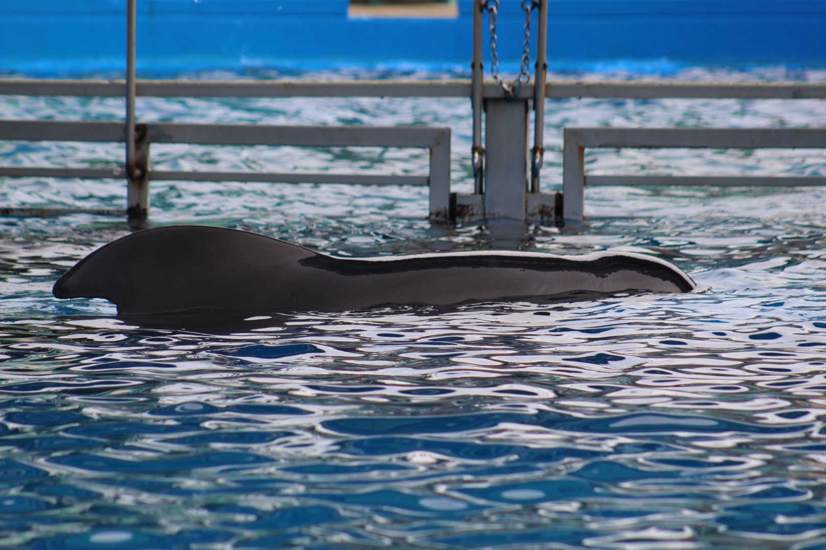 Short-Finned Pilot Whale