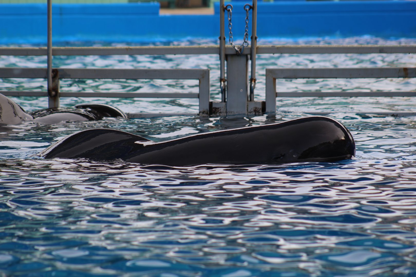 Short-Finned Pilot Whale