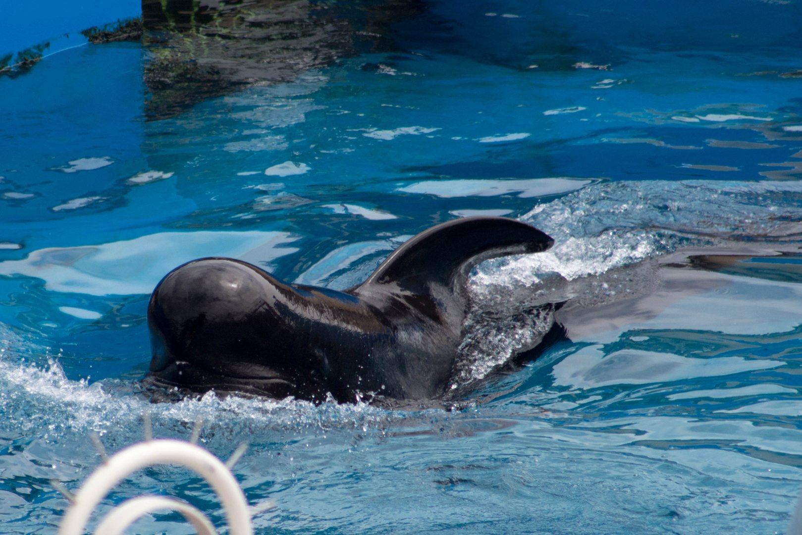 Short-finned pilot whale