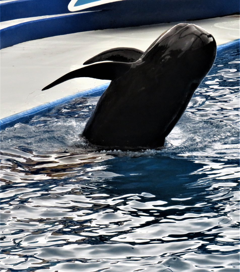Short-finned pilot whale