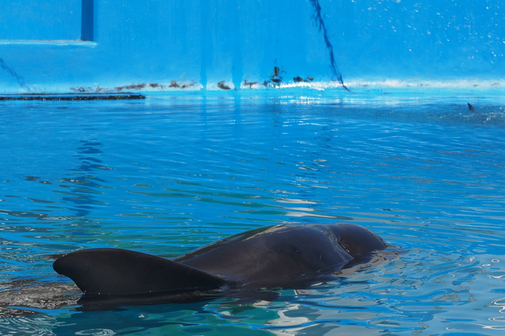 Short-finned pilot whale