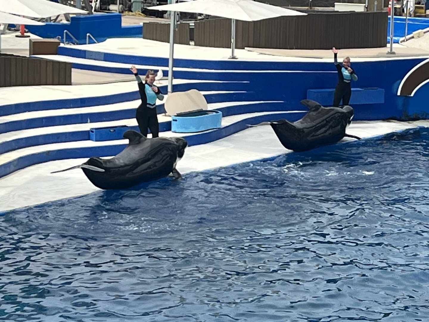 Short-Finned Pilot Whale