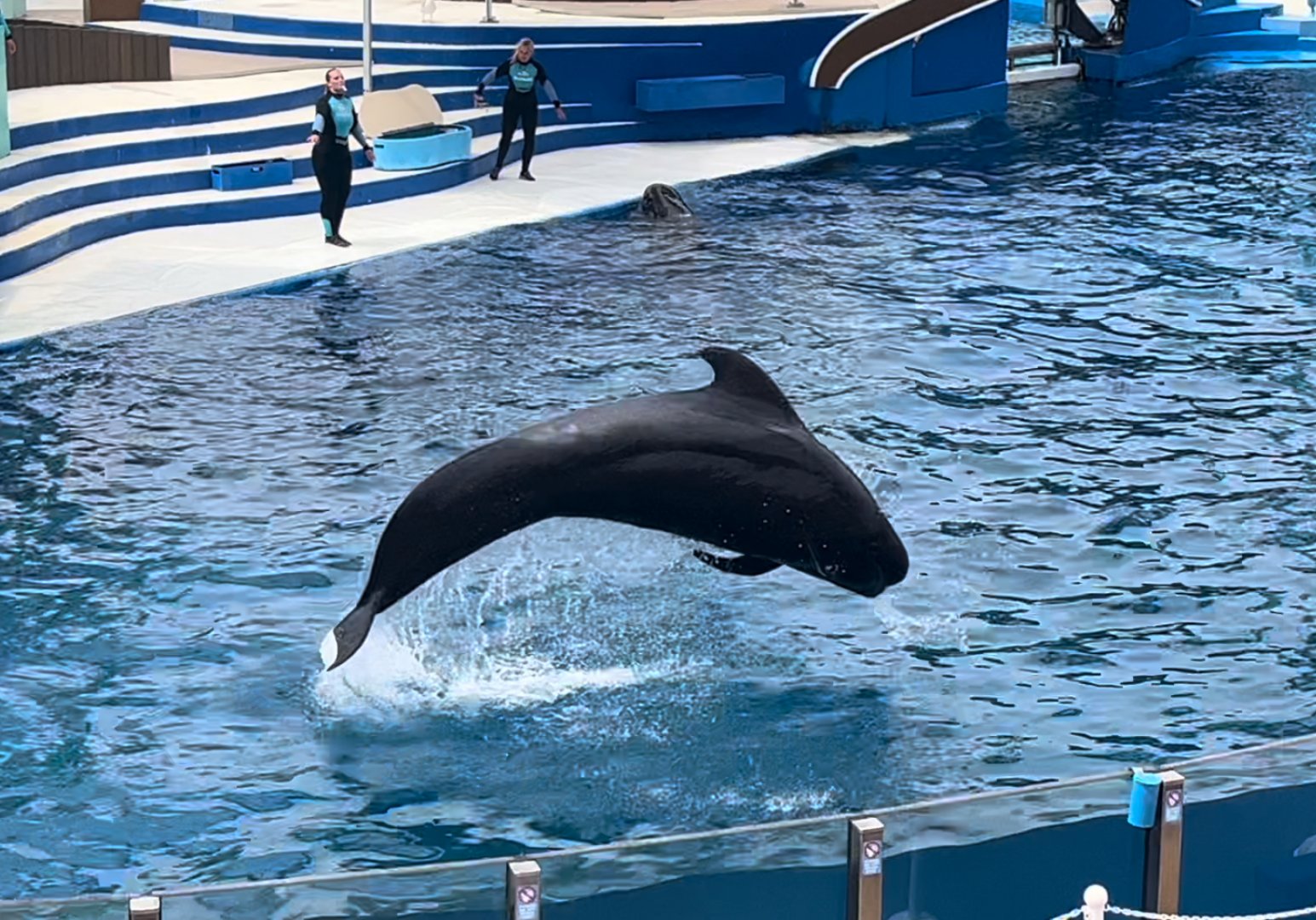 Short-Finned Pilot Whale