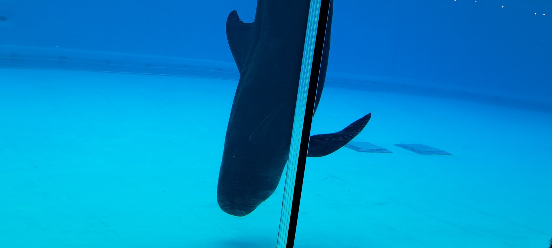 Short-Finned Pilot Whale