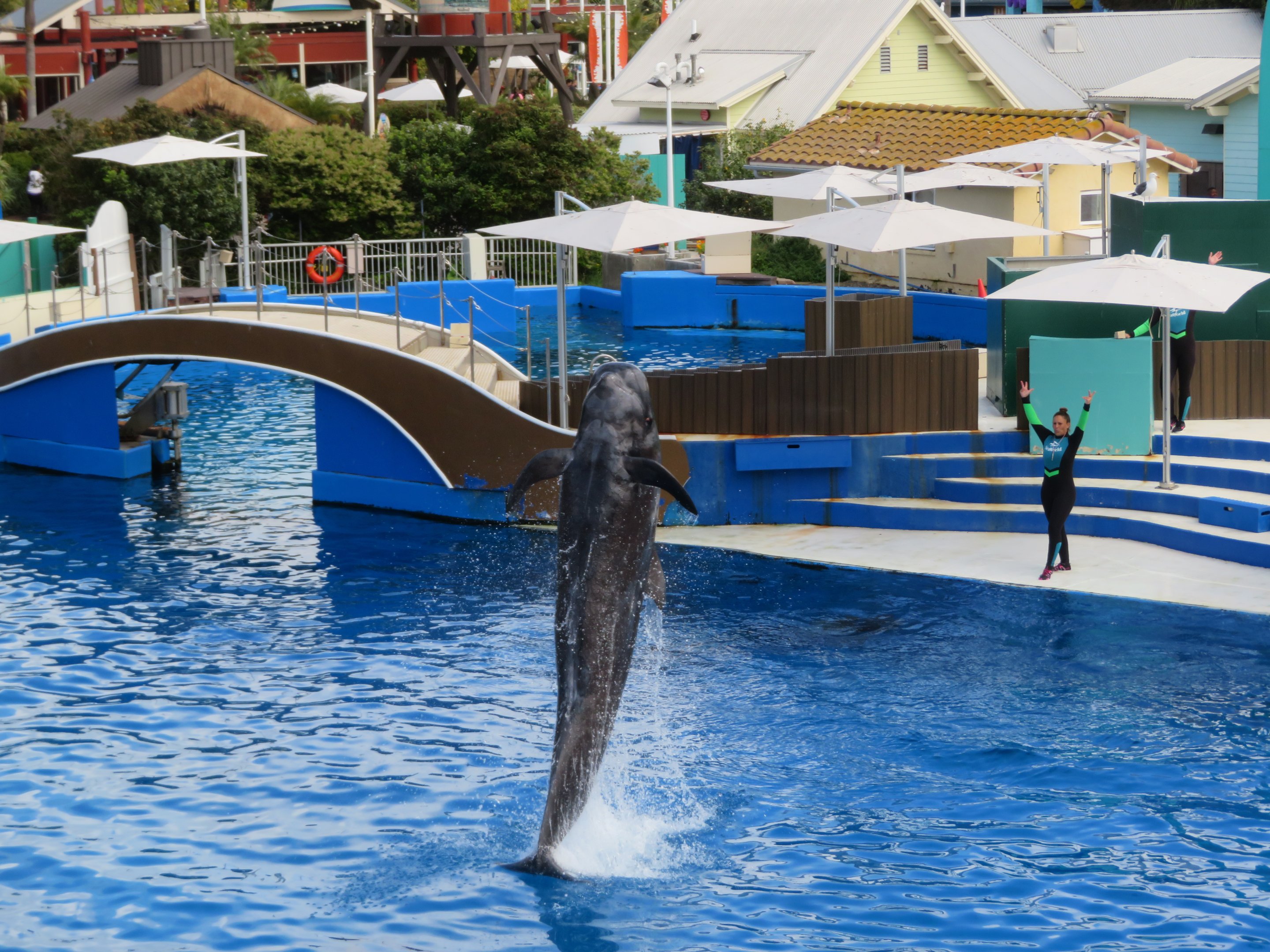 Short-finned Pilot Whale