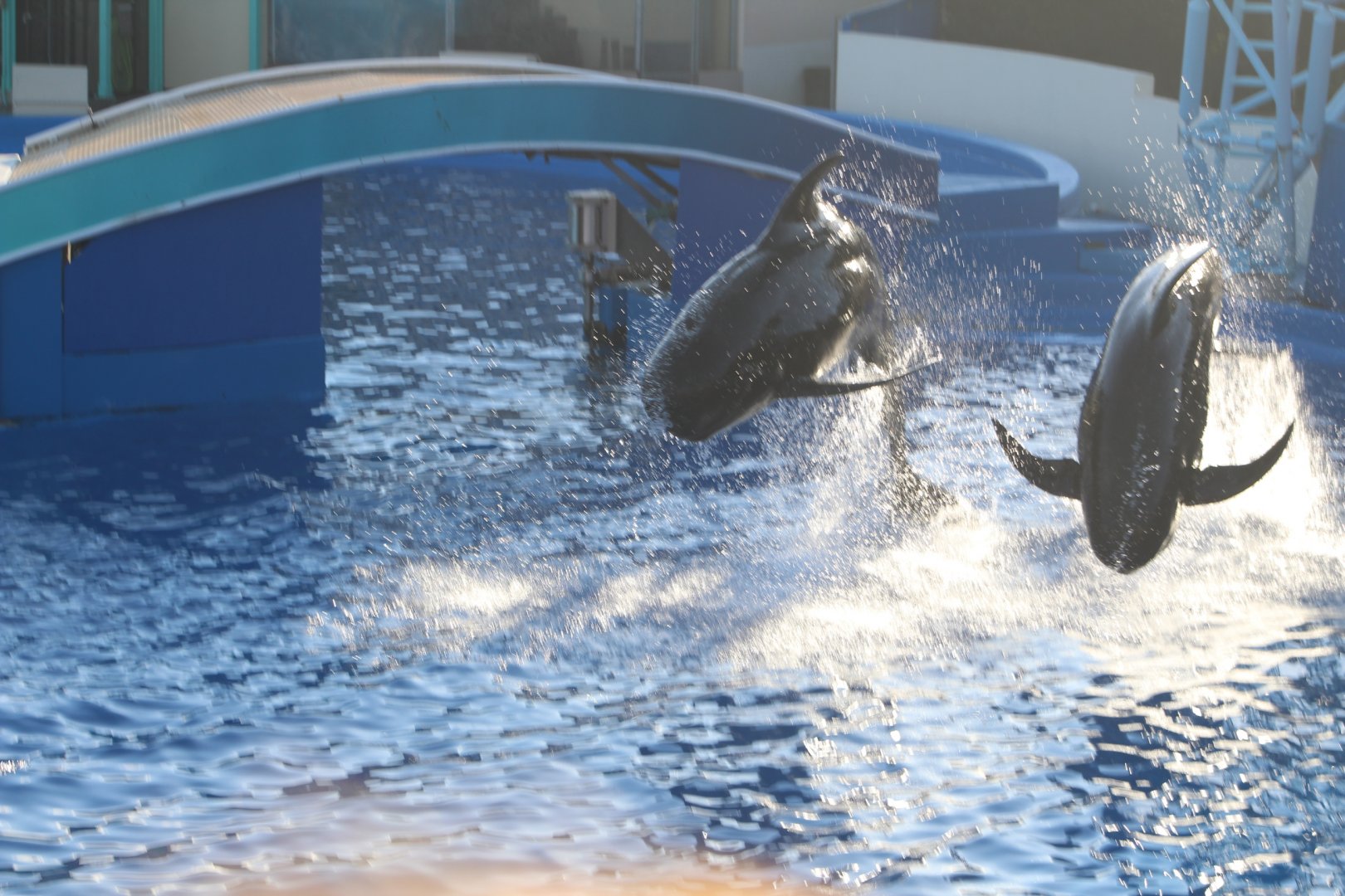 Short-finned Pilot Whales