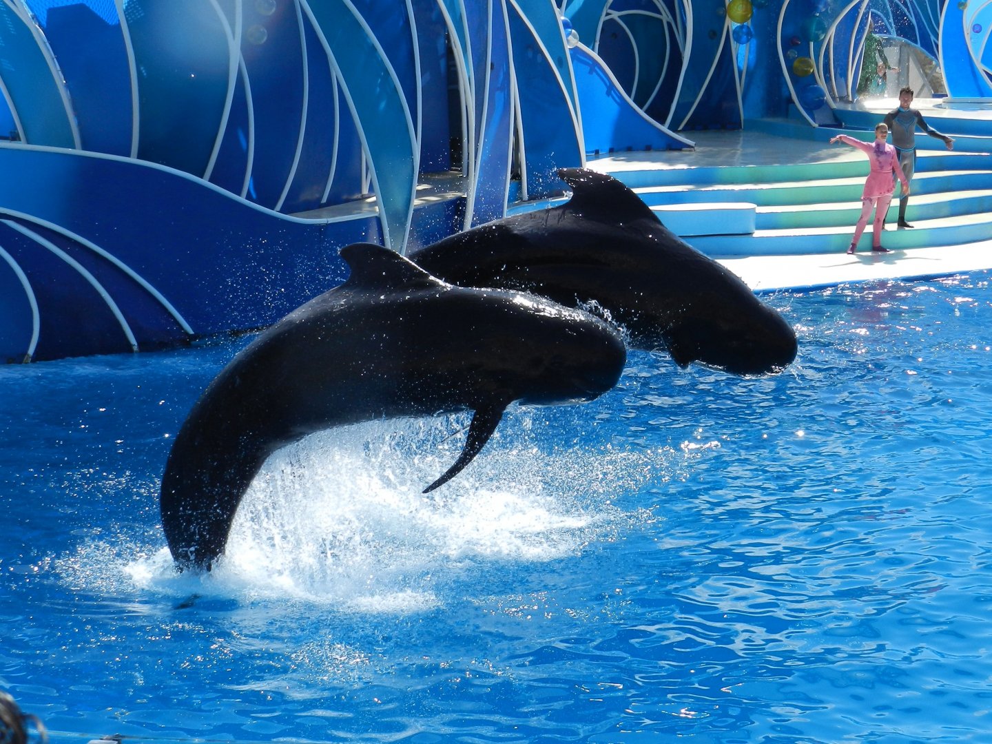 Short-finned Pilot Whales.