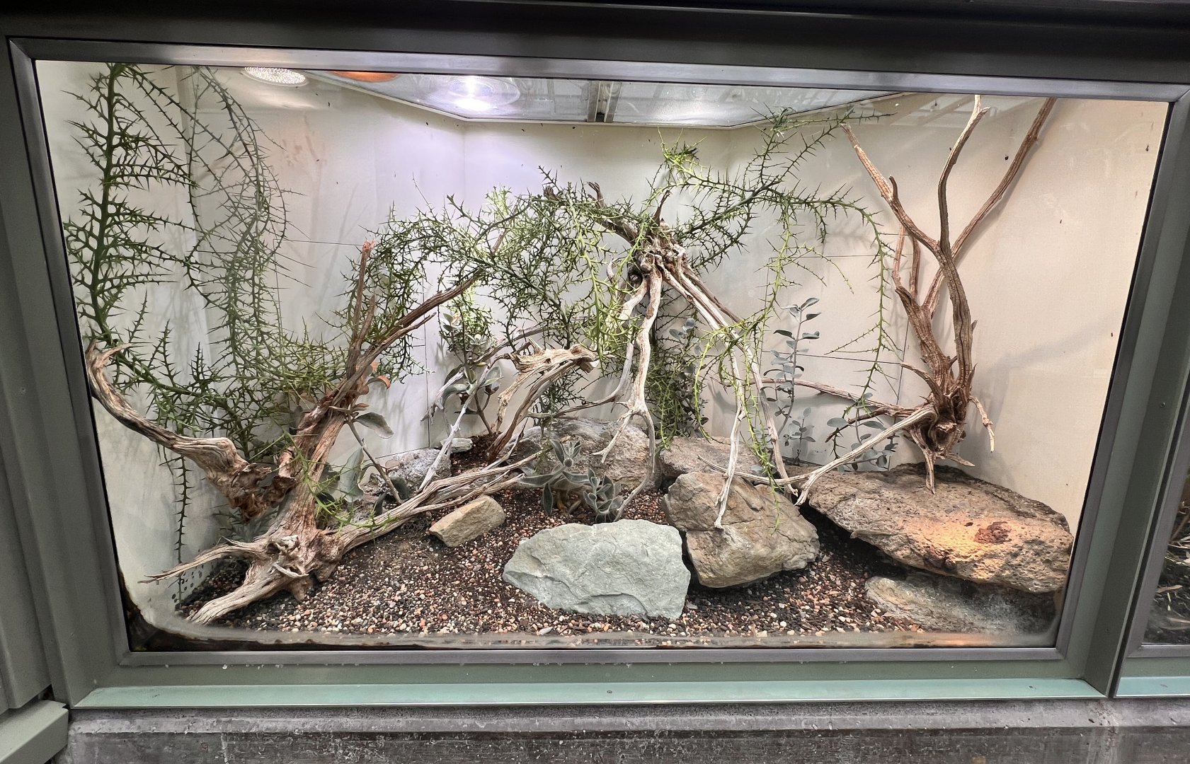 Short-headed Day Gecko (Phelsuma breviceps) Terrarium