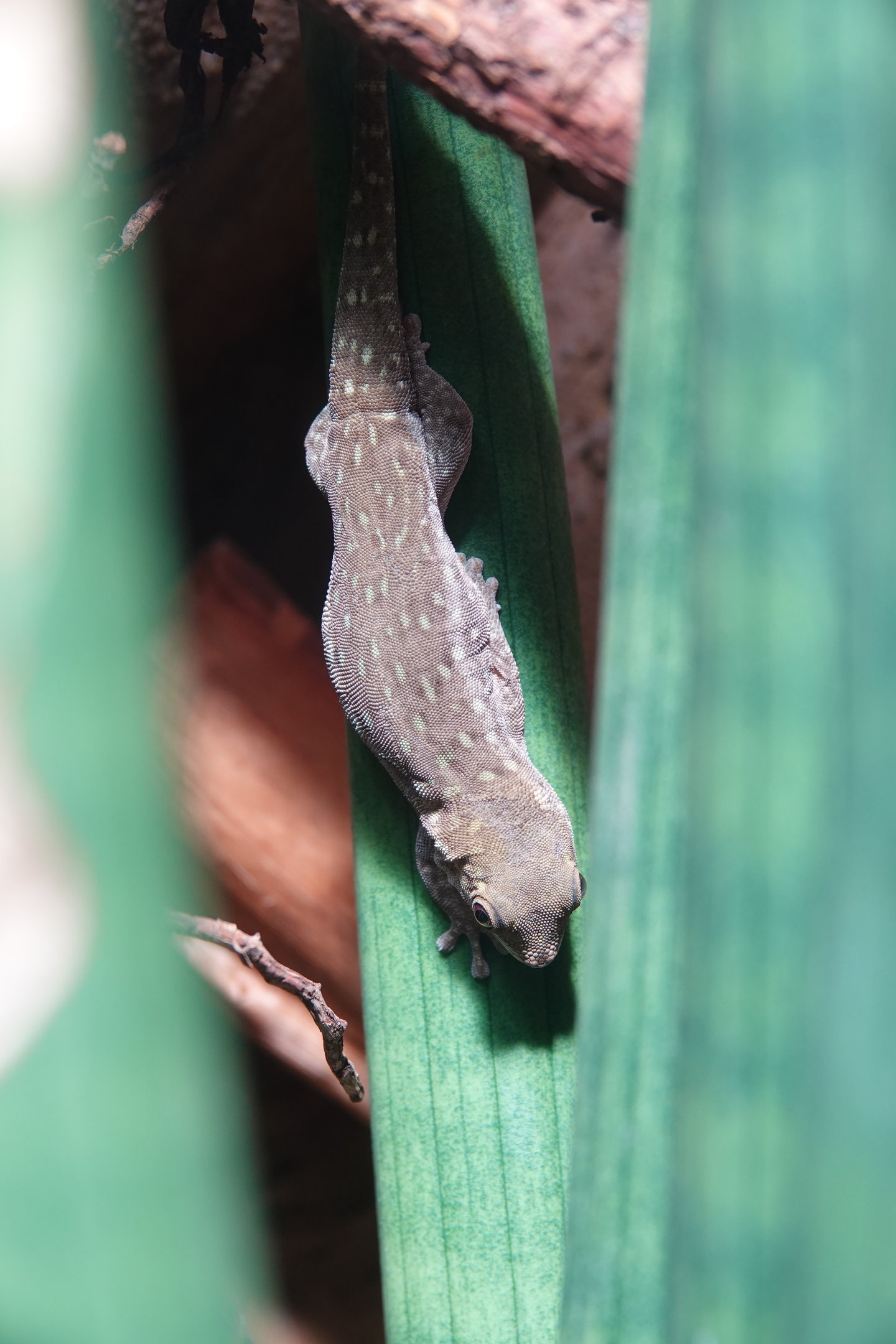 Short-headed day gecko