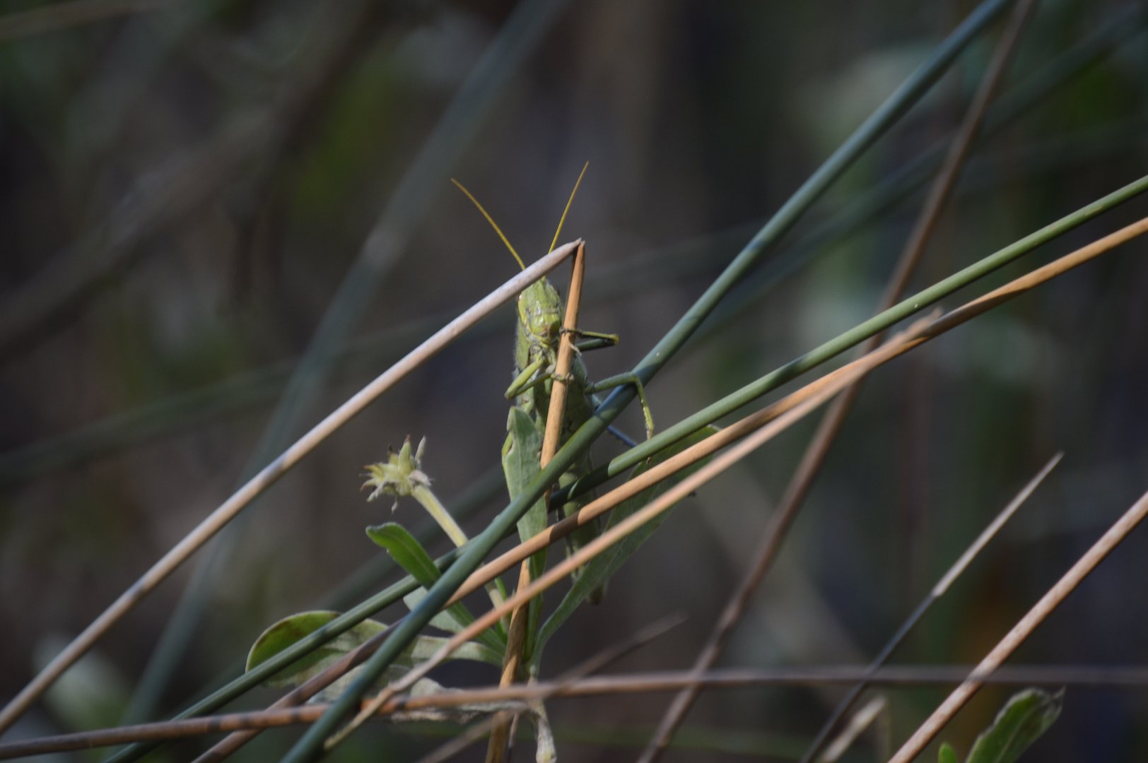 Short-horned Grasshopper (Acrididae)