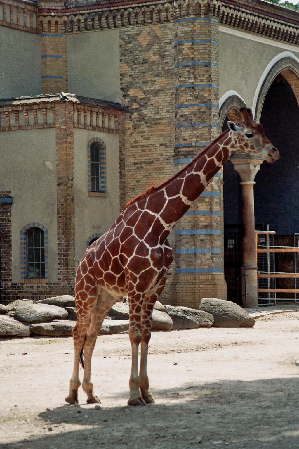 short leg giraffe