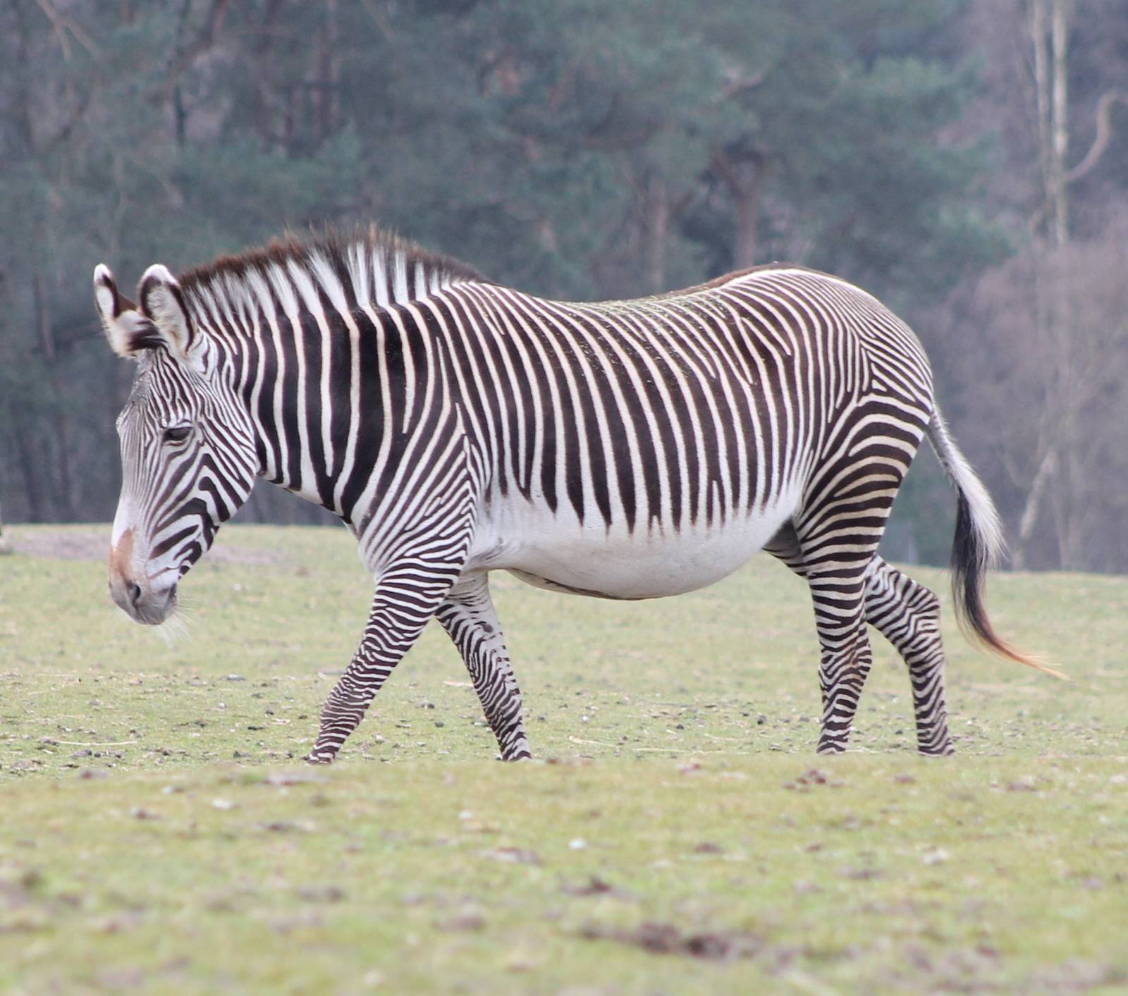 Short-legged Grevy zebra