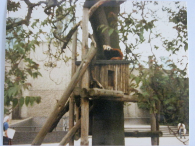 Short-lived Red Panda exhibit