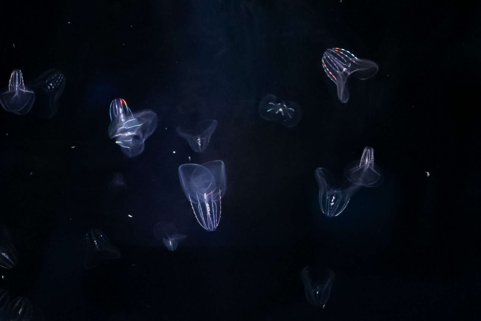 Short-lobed Comb Jellies