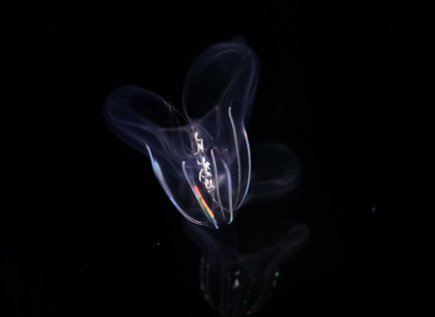 Short-Lobed Comb Jelly