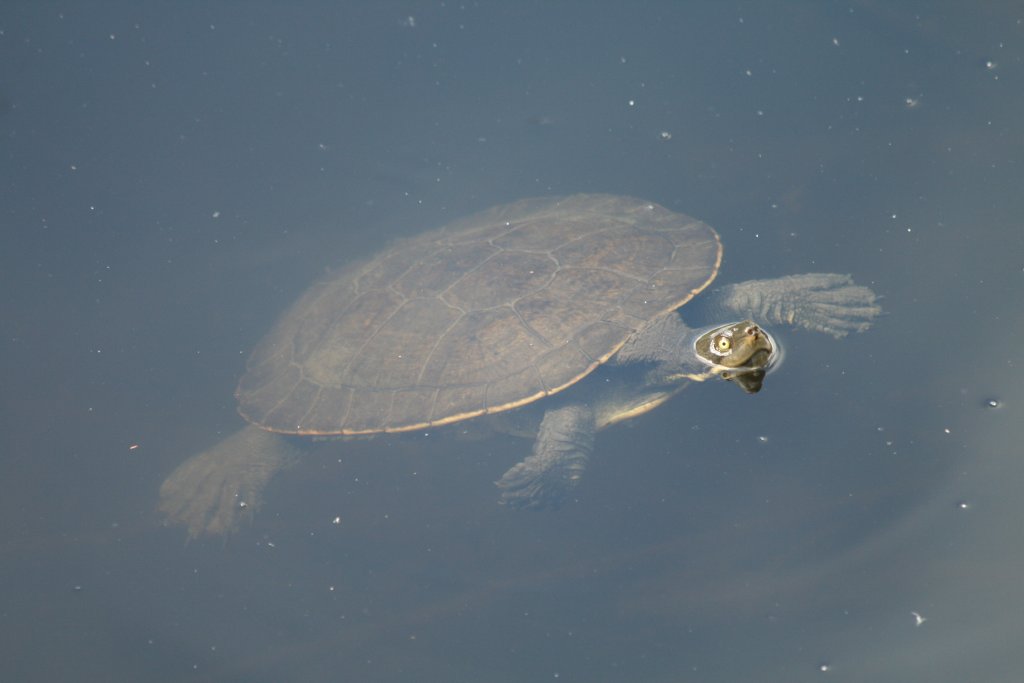 Short-necked Turtle