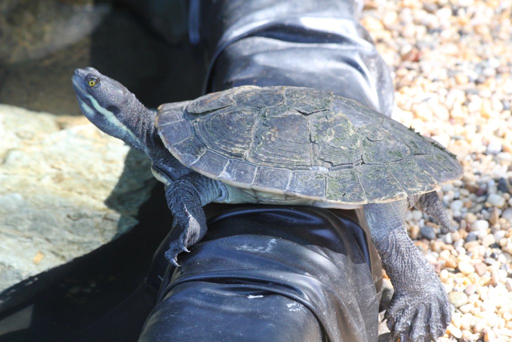 Short-necked Turtle