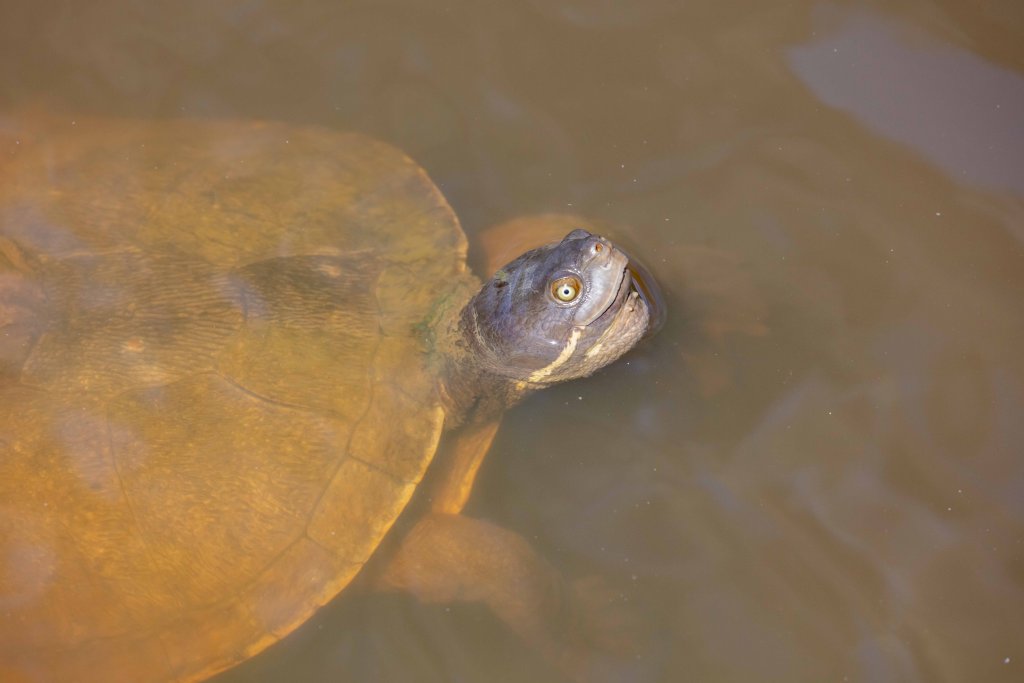 Short-necked Turtle