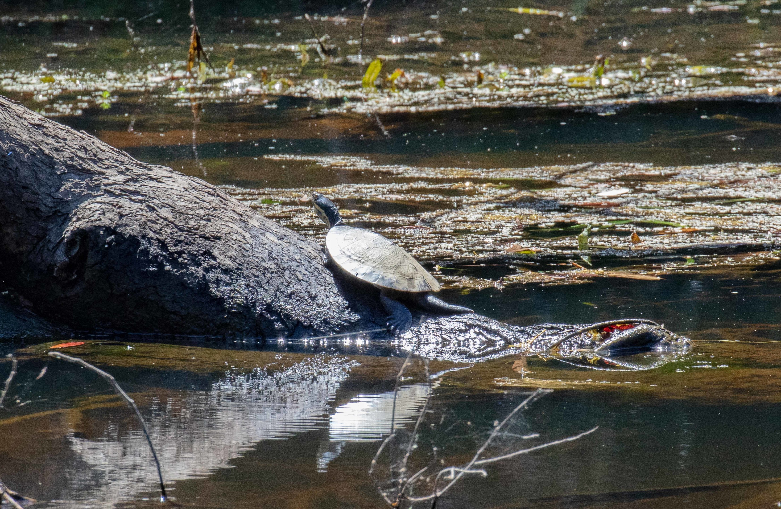 Short-necked Turtle